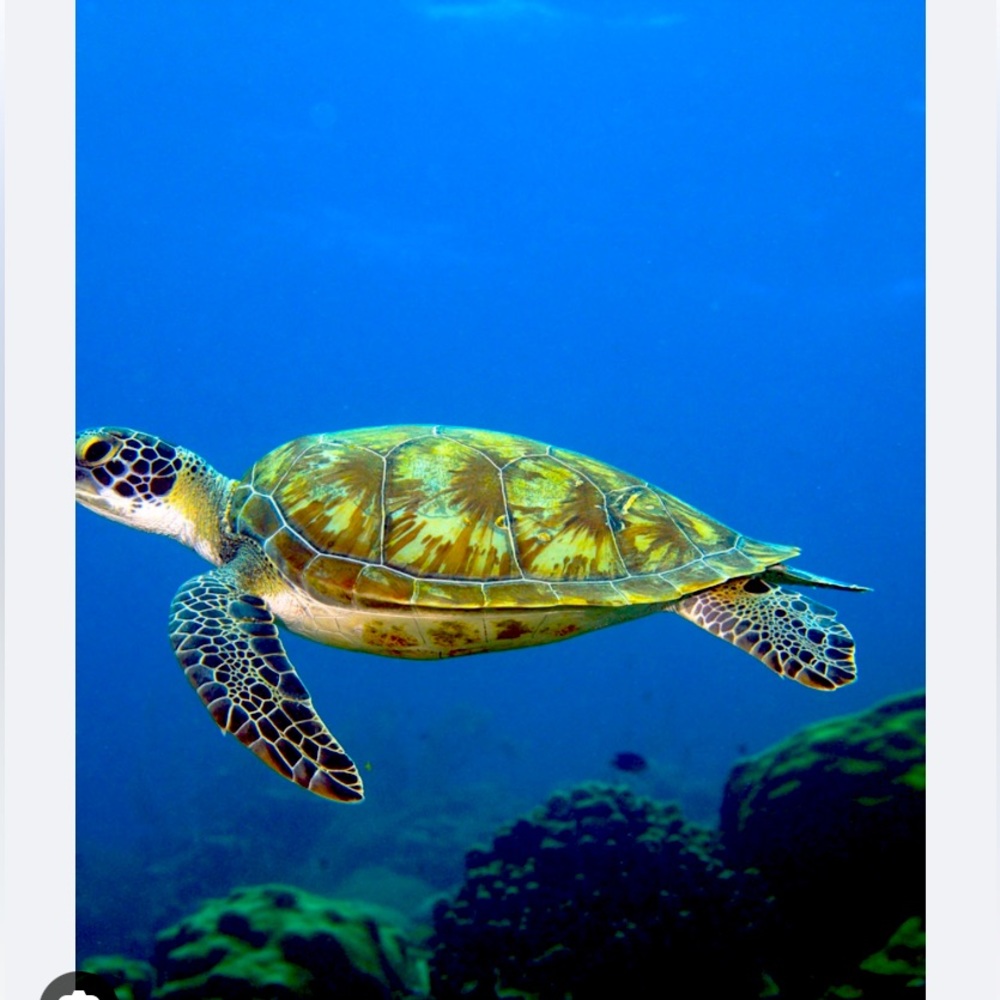 Turtles are one of the most rare creatures in the ocean
